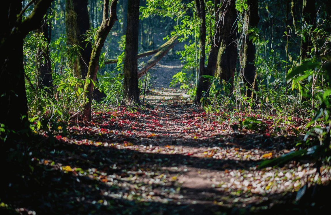 Analyse de Mes forêts d’Hélène Dorion – Parcours « la poésie, la nature, l’intime » 💌