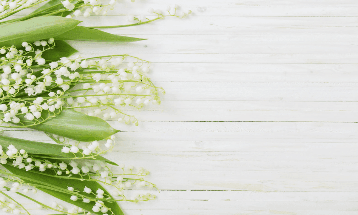 1er mai : origine, fête du travail et tradition du muguet