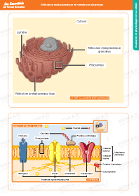 Image d'illustration