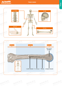 Image d'illustration
