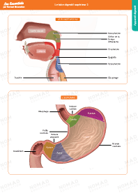 Image d'illustration