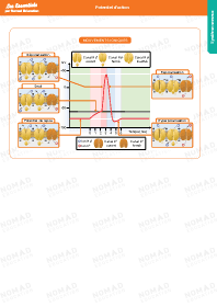 Image d'illustration