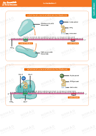 Image d'illustration