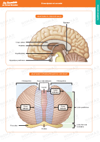Image d'illustration