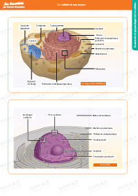 Image d'illustration