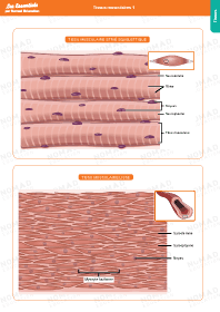 Image d'illustration