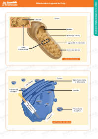 Image d'illustration