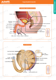 Image d'illustration