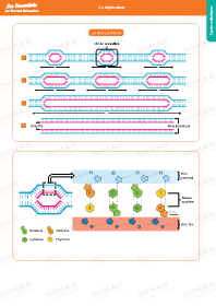 Image d'illustration