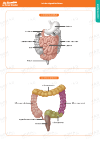 Image d'illustration
