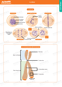 Image d'illustration