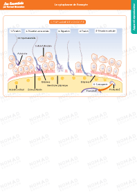 Image d'illustration