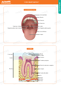 Image d'illustration
