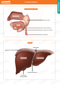 Image d'illustration