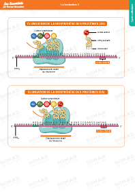 Image d'illustration