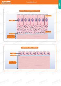 Image d'illustration