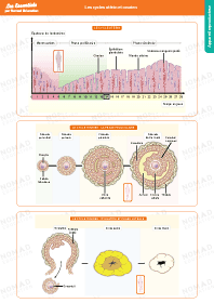 Image d'illustration