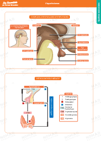 Image d'illustration