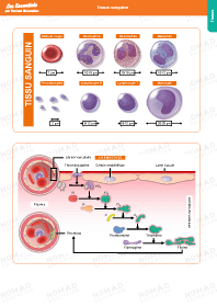 Image d'illustration