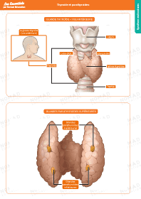 Image d'illustration