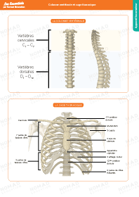 Image d'illustration